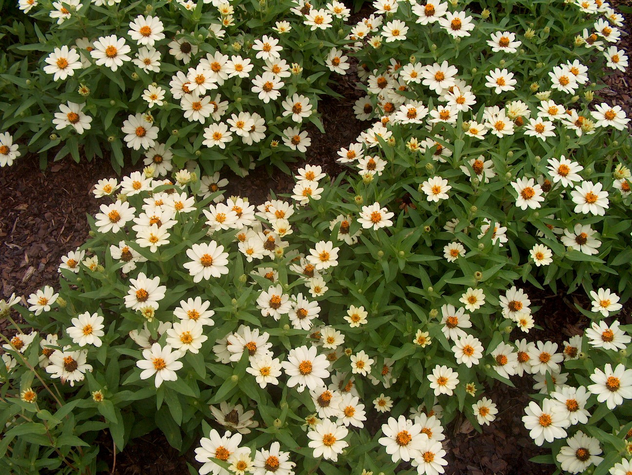 Online Plant Guide Zinnia angustifolia 'Profusion Knee High White